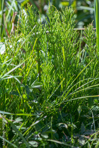 Wild plants - green background of horsetail or Tolkachik or Equisetum arvense . Common Horsetail in spring . photo