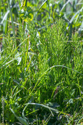Wild plants - green background of horsetail or Tolkachik or Equisetum arvense . Common Horsetail in spring . photo