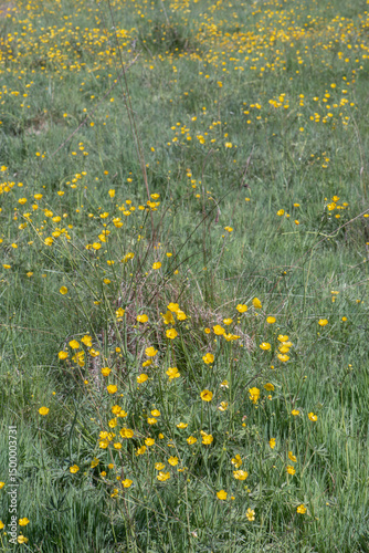 A field of yellow lesser celandine also know as pilewort carpeting the forest floor.