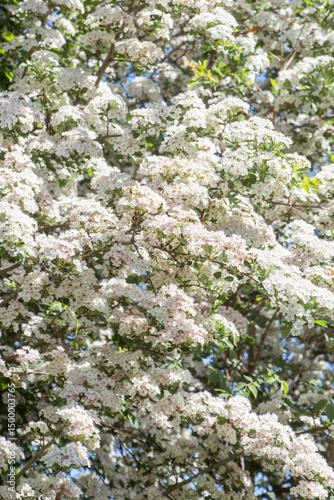 Hawthorn (Crataegus monogyna) in flower close-up
