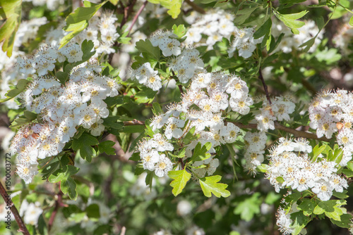 Hawthorn (Crataegus monogyna) in flower close-up