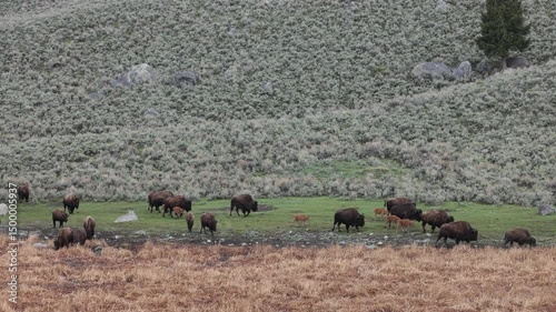 Herd of Bison in Spring in Yellowstone National Park Wyoming