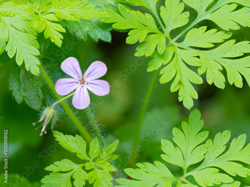 Washington State, Central Cascades. Close-up of wild geranium purple flower and delicate green leaves