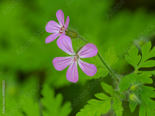 Washington State, Central Cascades. Close-up of wild geranium purple flower and delicate green leaves
