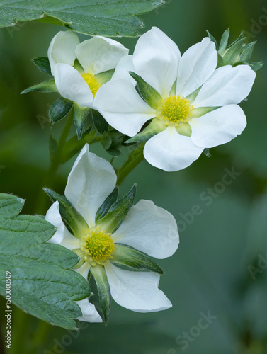 Washington State. Close-up of white strawberry blossoms with yellow center disc