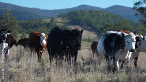 Close up of Angus and Murray Grey Cows eating long pasture in Australia	
