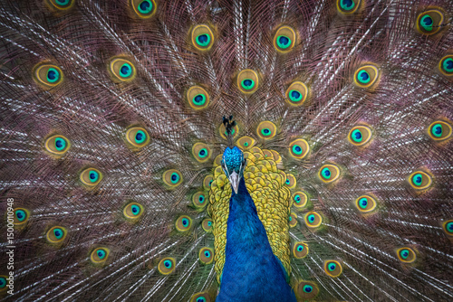 Fototapeta Naklejka Na Ścianę i Meble -  Indian Peafowl Showing Colorful Feathers Display Portrait