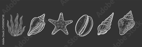 Detailed white seashell and marine plant illustrations vector illustration. Intricate linework on dark background.