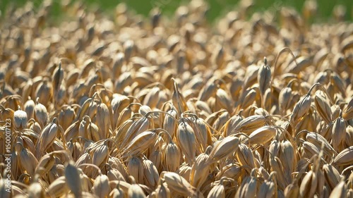 Close-up video of ripening oat grains in a sunlit field, almost ready for harvest, natural farming scene

