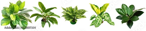 Assorted houseplants in pots