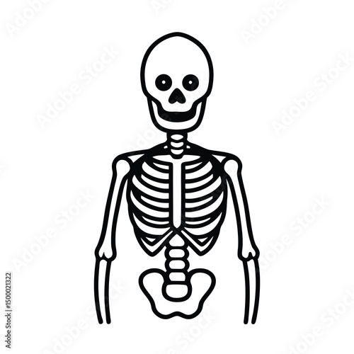 human skeleton