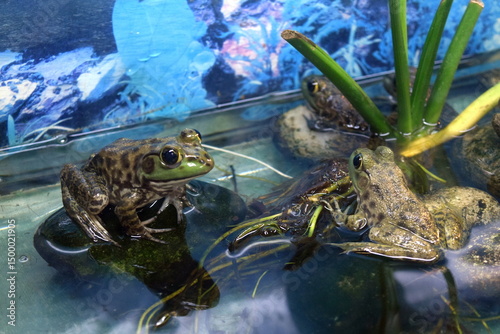 Photography Frog in a Terrarium – Kuala Lumpur Butterfly Park Indoor Exhibit
