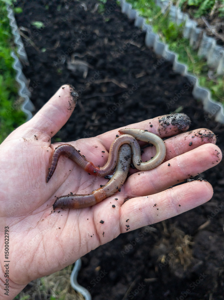 Fototapeta premium A person holding a handful of worms in their hand