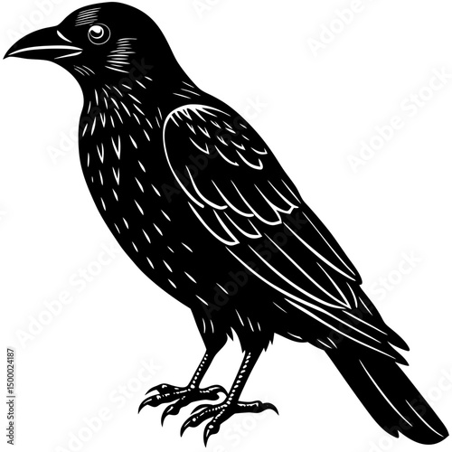 Crow Bird Perched On White