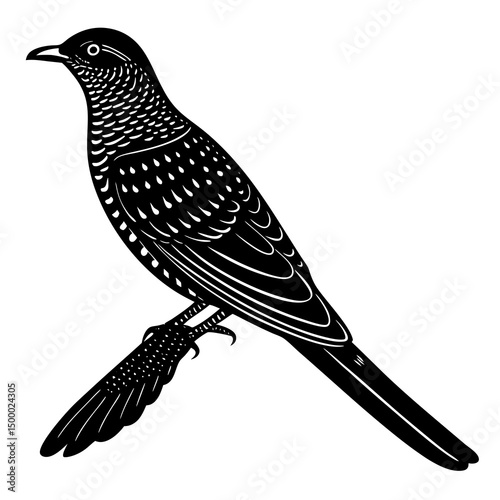 Cuckoo Bird Perched On White