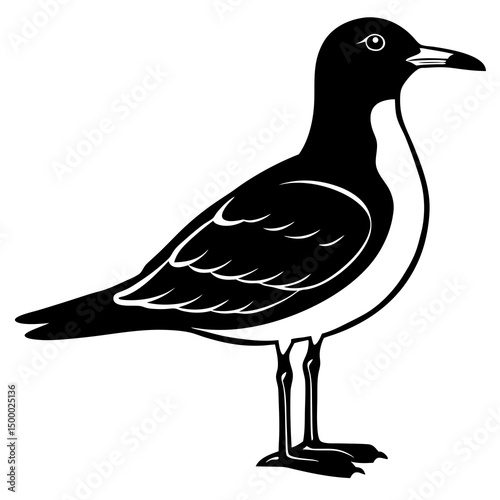Gull Bird Perched On White