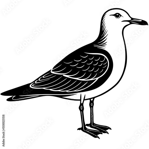 Gull Bird Perched On White