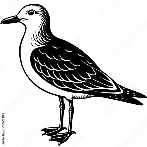 Gull Bird Perched On White