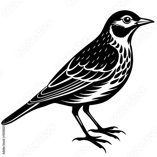 Lark Bird Perched On White