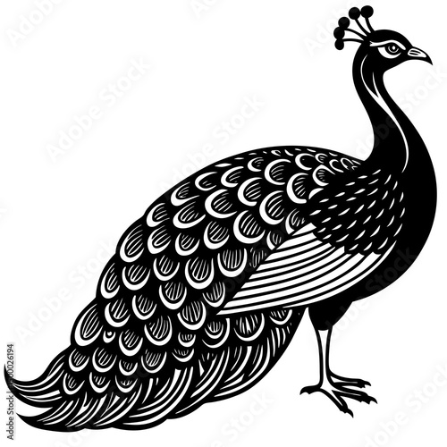 Peacock Bird Perched On White