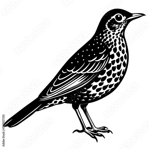 Thrush Bird Perched On White