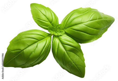 PNG Fresh green organic basil a 1 leaf plant herbs
