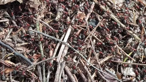 Close up of huge amount of Red Wood Ants. An army of ants bustled around the anthill. Red wood ants moving on the nest. 