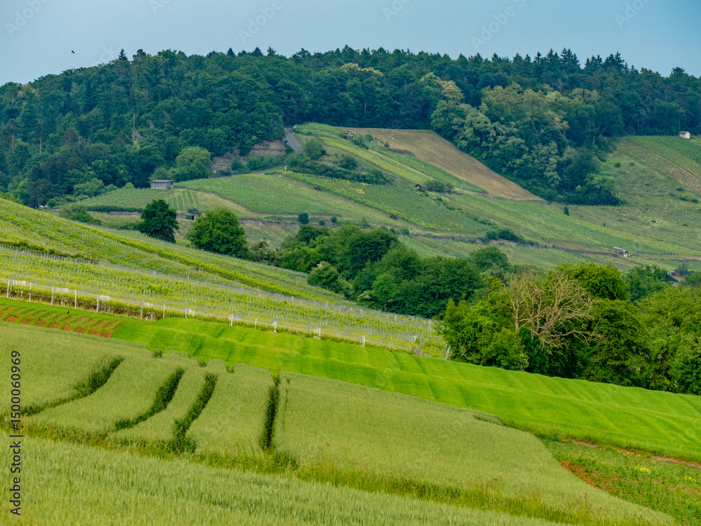 Obraz premium Weinberge mit Südhang im Frühjahr