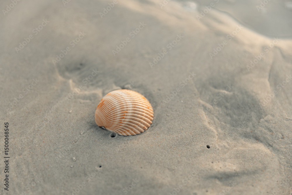 Beautiful close-up of a seashell resting on smooth sand, captured in soft natural light. The peaceful coastal atmosphere evokes a sense of calm, simplicity, and connection with nature. Ideal for theme Beautiful close-up of a seashell resting on smooth sand, captured in soft natural light. The peaceful coastal atmosphere evokes a sense of calm, simplicity, and connection with nature. Ideal for theme