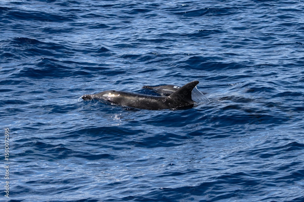 Fototapeta premium Two rough toothed dolphins, Steno bredanensis, in the Atlantic Ocean near Gran Canaria