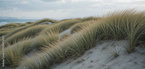 Coastal dunes covered in grasses swaying in the ocean wind..