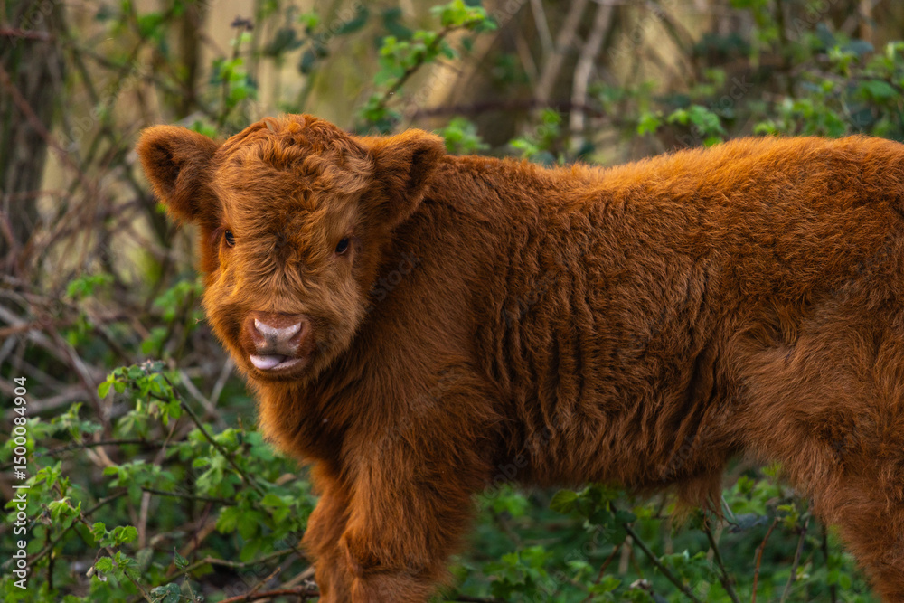Fototapeta premium a cute new born calf in a natural reserve in Almere, Netherlands