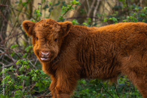 a cute new born calf in a natural reserve in Almere, Netherlands