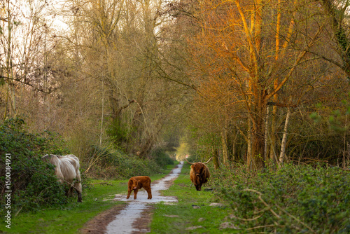 two cow and one cute new born calf walking in a natural reserve in Almere, Netherlands