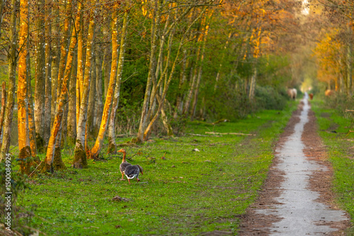 two wild gooses in a natural reserve in Almere, Netherlands