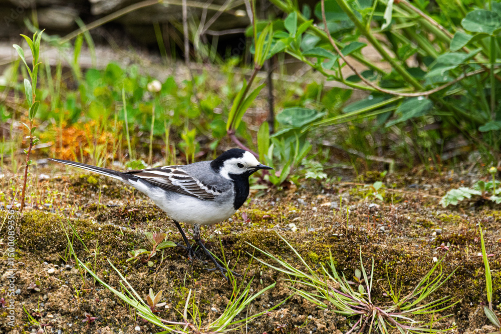Fototapeta premium Eine Bachstelze (Motacilla alba) steht am Teichrand 