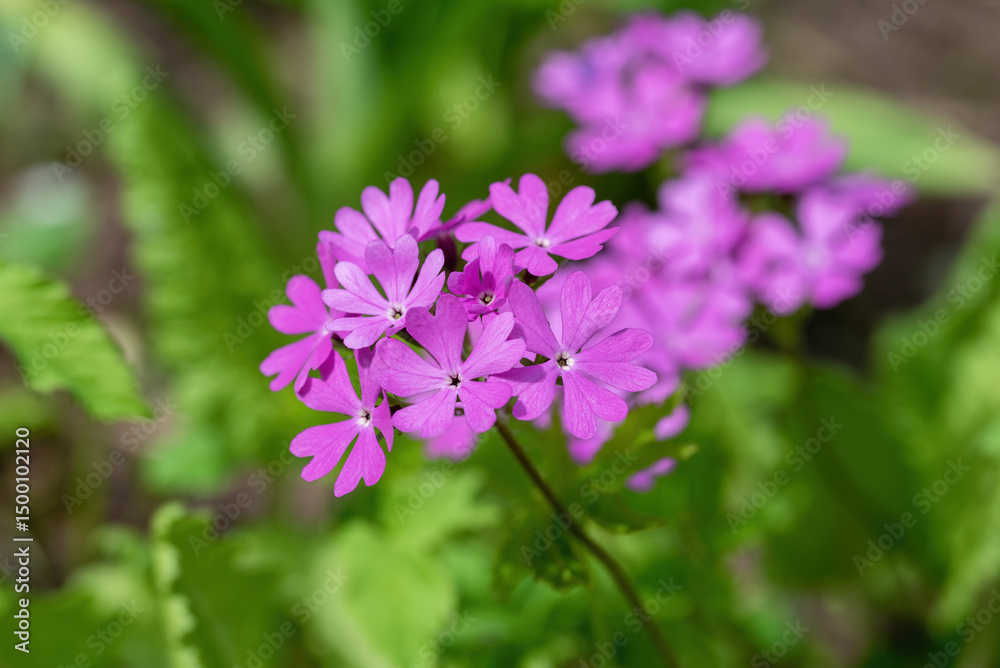 Primula cortusoides flowers in the garden, shallow depth of field. Primula cortusoides flowers in the garden, shallow depth of field.