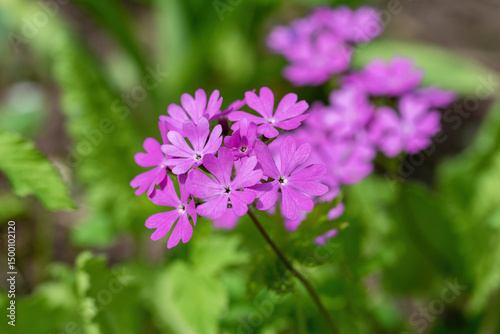 Primula cortusoides flowers in the garden, shallow depth of field.
