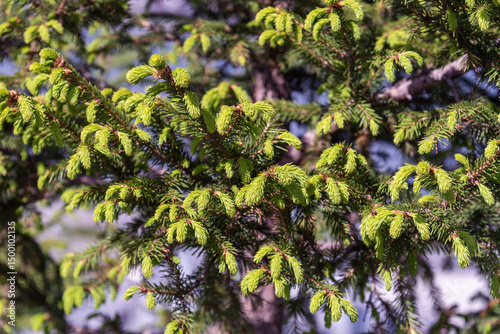 Young shoots on the branches of a spruce tree in spring.