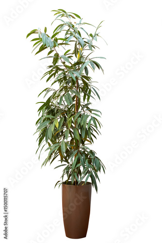 ficus plant in pot isolated on white background