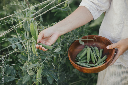 Hand picking snap peas from raised garden bed close up. Homestead lifestyle. Gathering homegrown vegetables in wooden bowl from community garden