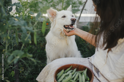 Woman and her cute dog together picking stan peas from raised garden bed. Gathering vegetables with pet in urban organic garden. Homestead lifestyle photo