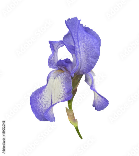 Photos Iris bright violet flower close-up, cutout with clipping path object, floral ele