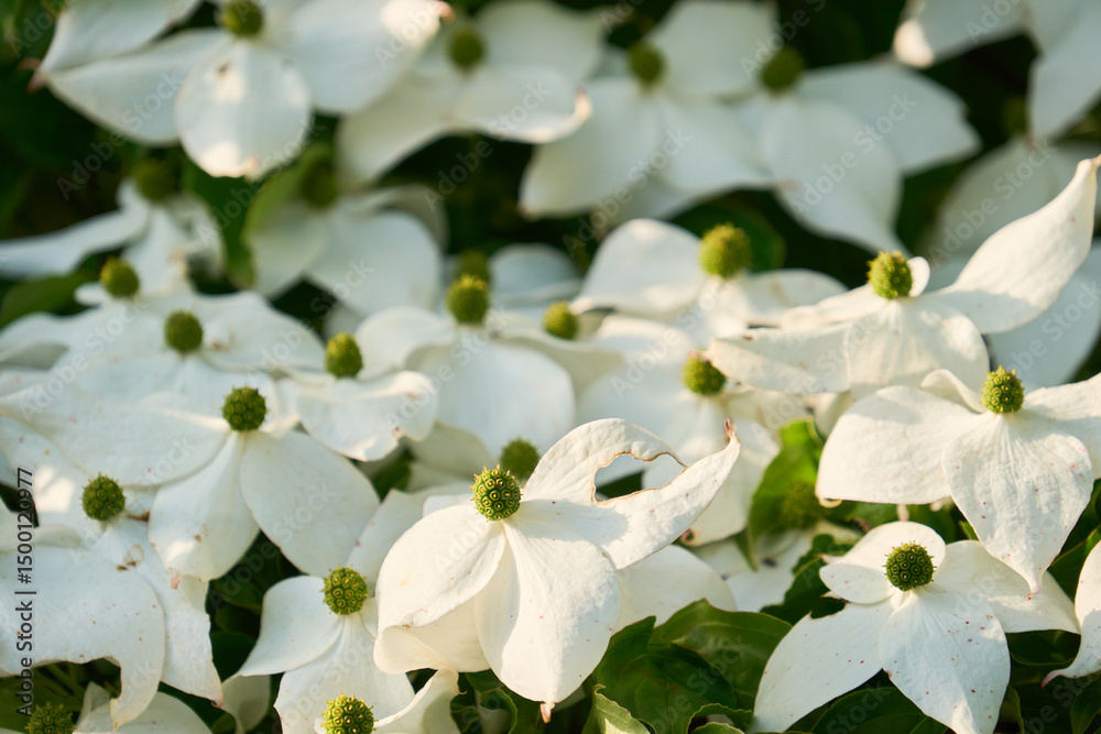 Obraz premium 夕日に照らされた白いヤマボウシの花のクローズアップ