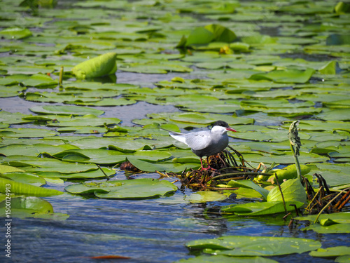 Photo of whiskered tern (Chlidonias hybrida) nesting on water lily of Skodar Lake photo