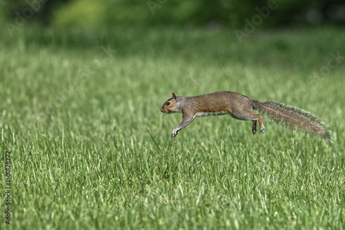 Gray squirrels running on green grass caught in midair. 