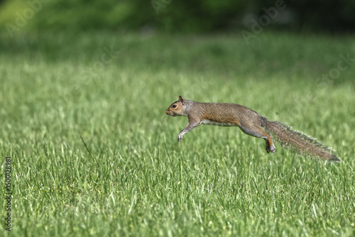 Gray squirrels running on green grass caught in midair. 