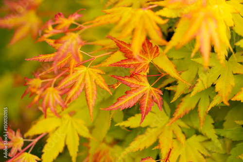 Photos Żółte, pomarańczowe i czerwone liście klonu palmowego odmiany Acer palmatum 'Ora