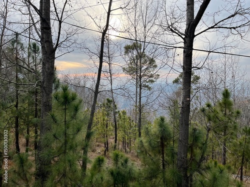 Wallpaper Mural autumn forest in the mountains Torontodigital.ca