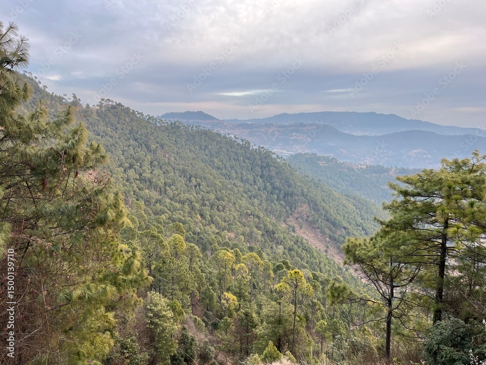 Naklejka premium autumn forest in the mountains